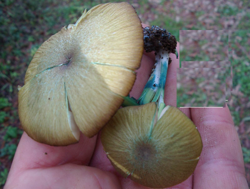 entoloma incanum ??